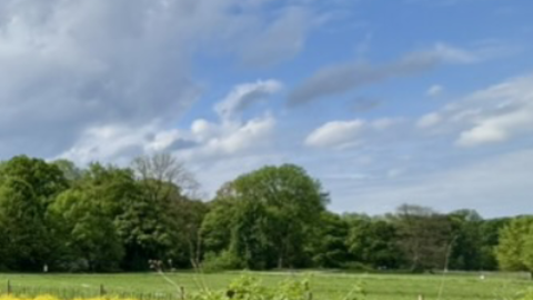 Field of flowers and grass with trees under a blue sky with white clouds.