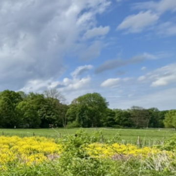 Field of flowers and grass with trees under a blue sky with white clouds.